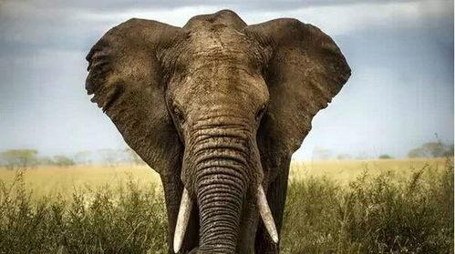 国产大象老人视频吧