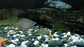 中国产鱼最新视频,最新视频展现丰收景象